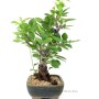 Malus sp. bonsai from South Korea