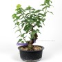 Taiwanese Trident Maple bonsai raw material