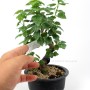 Taiwanese Trident Maple bonsai raw material