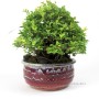 Chaenomeles speciosa shohin bonsai Dél - Koreából