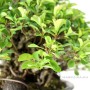 Chaenomeles speciosa shohin bonsai Dél - Koreából