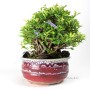 Chaenomeles speciosa shohin bonsai from South Korea