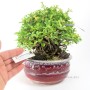 Chaenomeles speciosa shohin bonsai Dél - Koreából