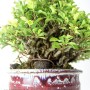 Chaenomeles speciosa shohin bonsai from South Korea