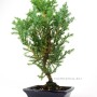 Juniperus chinensis - juniper bonsai 15S