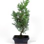 Juniperus chinensis - boróka bonsai 15S