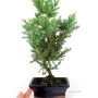 Juniperus chinensis - boróka bonsai 15S