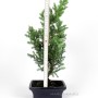 Juniperus chinensis - juniper bonsai 15S