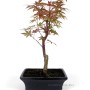 Japanese maple 20B bonsai