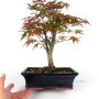 Japanese maple 25B bonsai