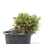 Trachelospermum sp. félkaszkád bonsai alapanyag Dél - Koreából