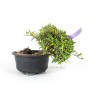 Trachelospermum sp. félkaszkád bonsai alapanyag Dél - Koreából