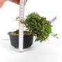 Trachelospermum sp. félkaszkád bonsai alapanyag Dél - Koreából