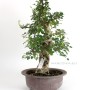 Carpinus coreana - Koreai gyertyán bonsai alapanyag