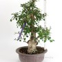 Carpinus coreana - Koreai gyertyán bonsai alapanyag