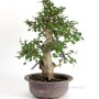 Carpinus coreana - Koreai gyertyán bonsai alapanyag