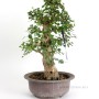 Carpinus coreana - Koreai gyertyán bonsai alapanyag