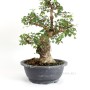 Carpinus coreana - Koreai gyertyán bonsai előanyag