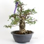 Carpinus coreana - Koreai gyertyán bonsai előanyag