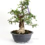 Carpinus coreana - Koreai gyertyán bonsai előanyag