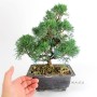 Juniperus chinensis - boróka bonsai alapanyag Dél-Koreából