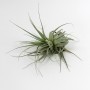 Tillandsia gardneri Morro Chapeu