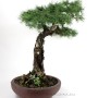 Larix decidua bonsai