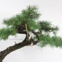 Larix decidua bonsai