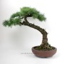 Larix decidua bonsai