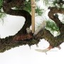 Larix decidua bonsai