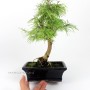 Pseudolarix amabilis - Golden larch bonsai 02.