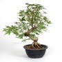 Acer palmatum - Japán juhar bonsai alapanyag