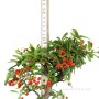 Tűztövis bonsai alapanyag - Pyracantha Sp. Dél - Koreából