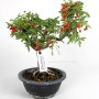 Tűztövis bonsai alapanyag - Pyracantha Sp. Dél - Koreából 03.