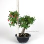 Tűztövis bonsai alapanyag - Pyracantha Sp. Dél - Koreából 03.