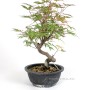 Acer palmatum - Japán juhar bonsai pre bonsai