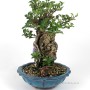 Chaenomeles speciosa - sekijoju style shohin bonsai