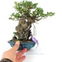 Chaenomeles speciosa - sekijoju stílusú shohin bonsai