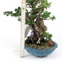 Chaenomeles speciosa - sekijoju stílusú shohin bonsai