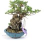 Chaenomeles speciosa - sekijoju stílusú shohin bonsai