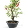 Tűztövis bonsai alapanyag - Pyracantha Sp. Dél - Koreából 02.