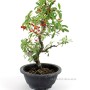 Tűztövis bonsai alapanyag - Pyracantha Sp. Dél - Koreából 02.