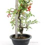 Tűztövis bonsai alapanyag - Pyracantha Sp. Dél - Koreából 02.