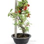 Tűztövis bonsai alapanyag - Pyracantha Sp. Dél - Koreából 02.