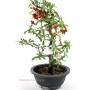 Tűztövis bonsai alapanyag - Pyracantha Sp. Dél - Koreából 02.