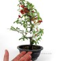 Tűztövis bonsai alapanyag - Pyracantha Sp. Dél - Koreából 02.