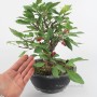 Malus sp. bonsai in kifu size category