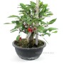 Malus sp. bonsai in kifu size category