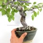 Kifu méretű Malus sp. bonsai