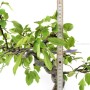 Kifu méretű Malus sp. bonsai